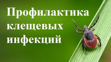 О профилактике инфекций, передающихся при укусе клещей О профилактике инфекций, передающихся при укусе клещей.