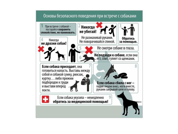 Основы безопасного поведения при встрече с собаками Основы безопасного поведения при встрече с собаками.
