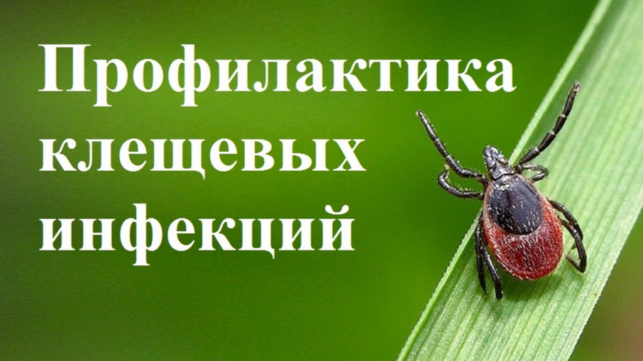 О профилактике инфекций, передающихся при укусе клещей О профилактике инфекций, передающихся при укусе клещей.